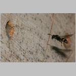 Symmorphus bifasciatus - Lehmwespe 08.jpg